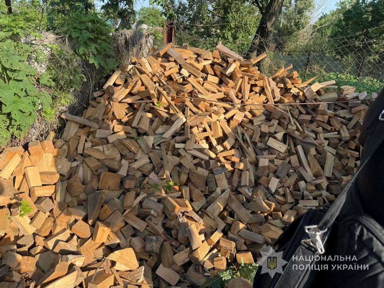 На Запорожье разоблачили "черных" лесорубов: ущерб – более 830 тыс. грн