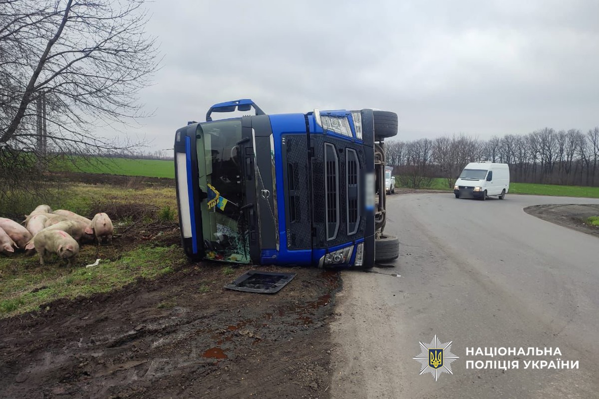 На Черкащині перекинулась фура зі свинями