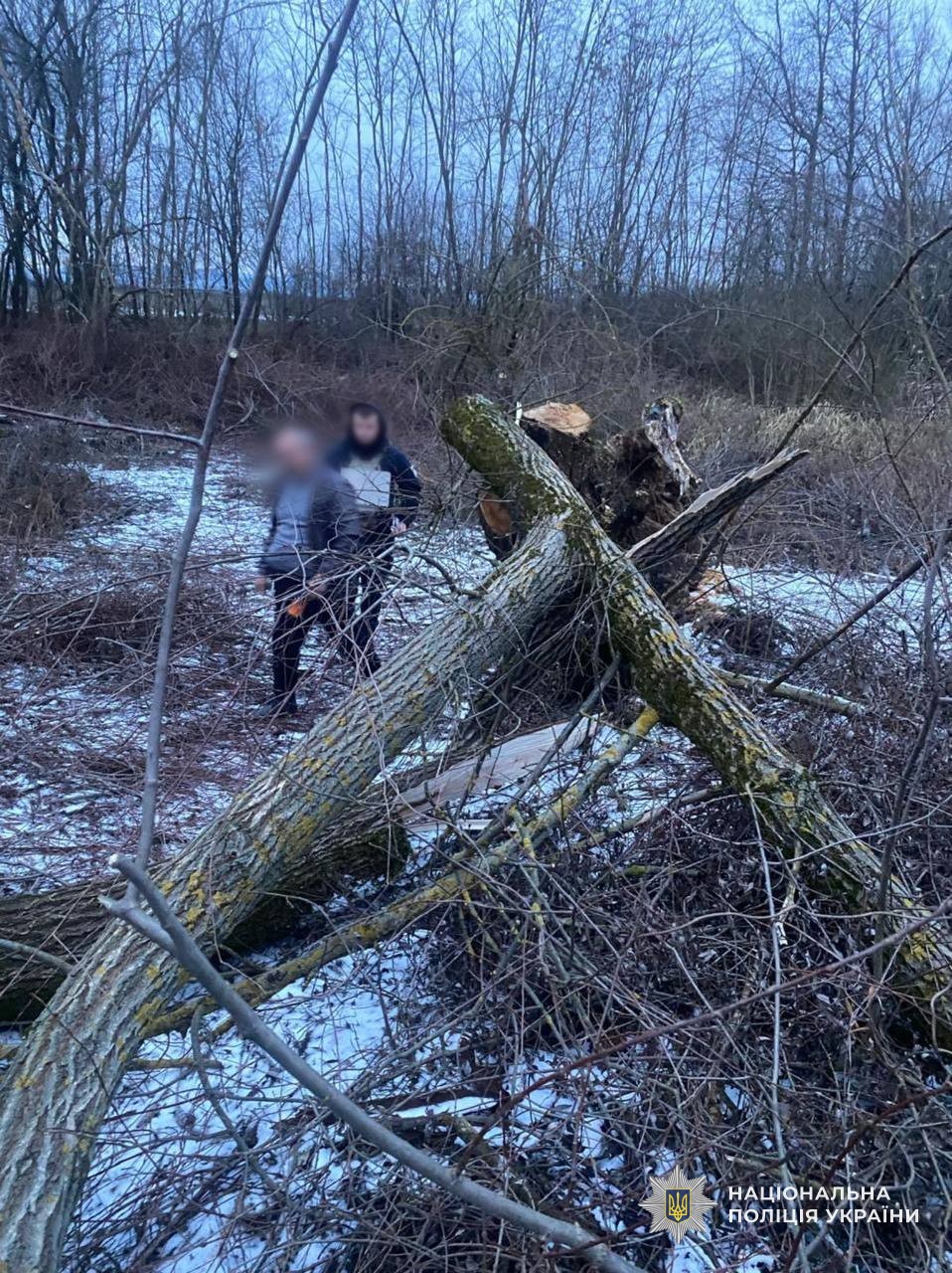 На Закарпатті на 8-річну дівчинку впало дерево: вона загинула